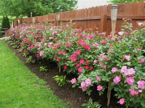 Small Rose Garden Plans Planting Roses Knockout Roses Colorful