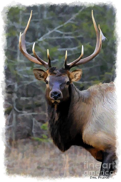 Portrait Bull Elk Photograph By Dan Friend Fine Art America