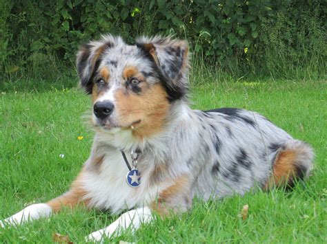 Australian Shepherd Puppies For Sale Near Me - WAYANGPETS.COM