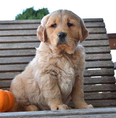 Friendly Goldenretriever Golden Retriever Puppies For Sale Dog Breeder