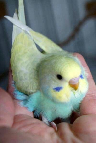 Pretty Parakeet Budgies Bird Baby Budgies Cute Birds