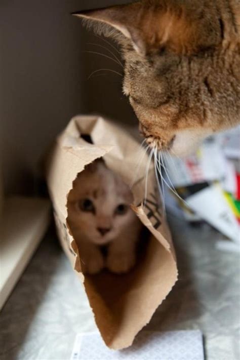 Hiding From Mom Cats Pinterest