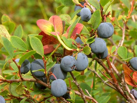 We grow the fruit and berries used in the production of our handcrafted wines and jams. Cloudberries | Cloudberry Cabin B&B - cabin style bed and ...