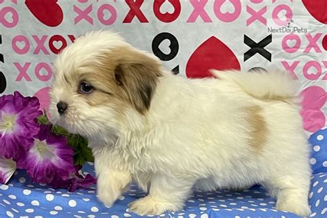 Shitzu puppies seem to be quite small, extremely sweet, and quite lovely. Mr James: Shih Tzu puppy for sale near Oklahoma City, Oklahoma. | a211cee761