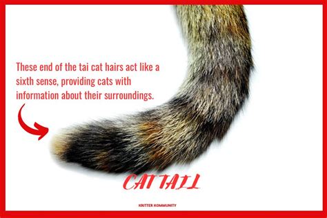 The Anatomy Of A Cat Tail 2024 • Kritter Kommunity