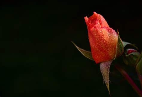 Rose Bud Rosebud Free Photo On Pixabay Pixabay