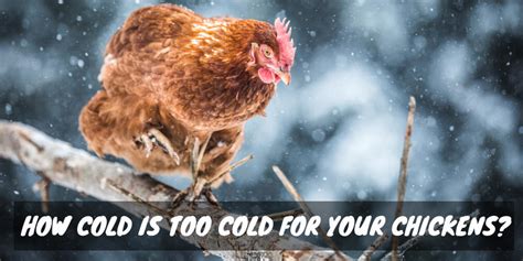 How Cold Is Too Cold For Your Chickens Sorry Chicken