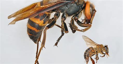 Cara Mengobati Disengat Tawon