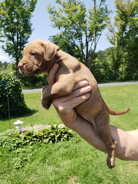 They are stubborn and fearless, but very gentle and kind with family. PIT BULL PUPPIES FOR SALE - McNamara Pit Bull Kennels