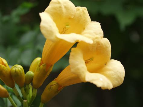 'flamenco' produces orange flowers, grows. Trumpet Vine, Yellow - TheTreeFarm.com