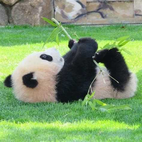 Best Name For Pandas Panda Bear Panda Bears Wallpaper Panda