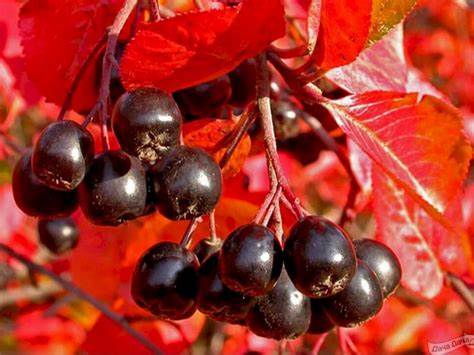 Черноплодная рябина диета Черноплодная рябина Кутно - описание сорта, фото, саженцы, посадка Черноплодная рябина Кутно - описание сорта, фото, саженцы, посадка Черноплодная рябина диета