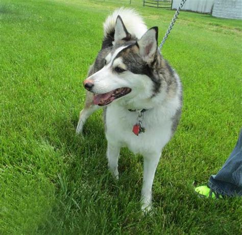Izzy Siberian Husky Collie Mix Adopted Arctic Spirit Rescue