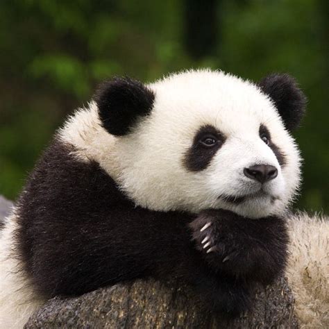 Panda One Of The Rarest And Endangered Species On Earth