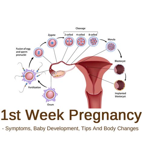 22nd Week Pregnancy Symptoms Baby Development And Tips