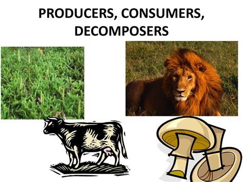 Ppt Producers Consumers Decomposers Powerpoint Presentation Free