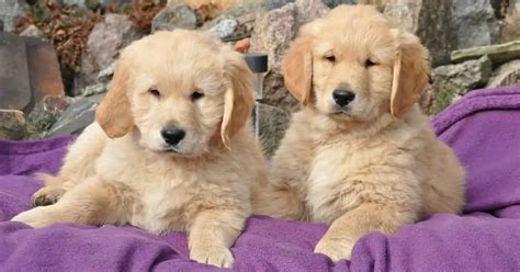 Male Vs Female Golden Retriever 10 Differences To Help You Choose