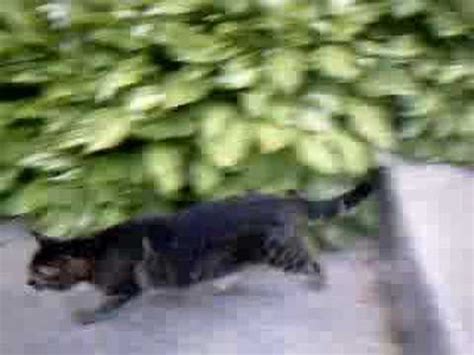 It may vary from above the ears to below the chin. short haired sheltie - YouTube