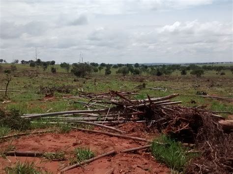 G1 Fazendeiro de MS desmata área de cerrado e é multado em R 24 mil