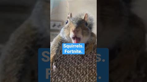 Squirrels 🐿️ Fortnite Fortnite Squirrel Squirrels Youtube