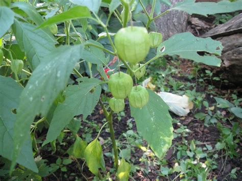 Identify this widespread weed by the distinctive rosettes of leaves with deep tap roots. Plant ID forum: Weed identification - Garden.org