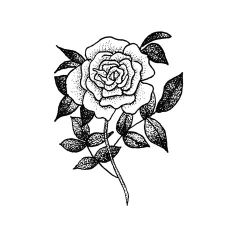 Vintage vector illustration isolated on white background. Rose by Tea Leigh from Tattly Temporary Tattoos