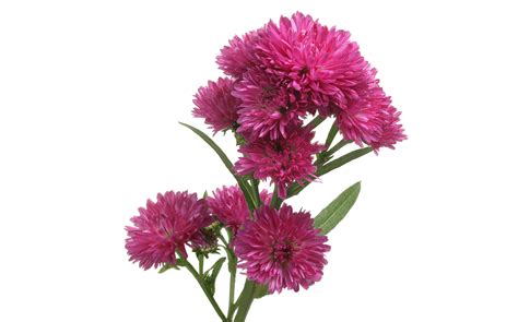 Aster Flower Png Transparent Images Png All