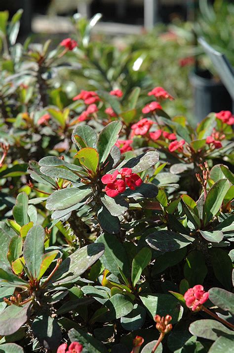 Dec 10, 2018 · the flowering quince (chaenomeles speciosa) has showy pink, red or white flowers in spring and grows 2 to 5 feet tall, depending on the cultivar, with many thorns along its branches. Crown Of Thorns (Euphorbia milii) in Atlanta Lawrenceville ...
