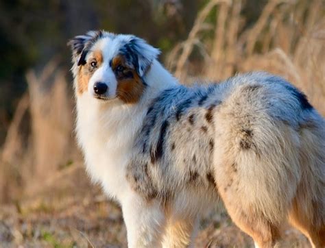 are australian shepherds prone to seizures