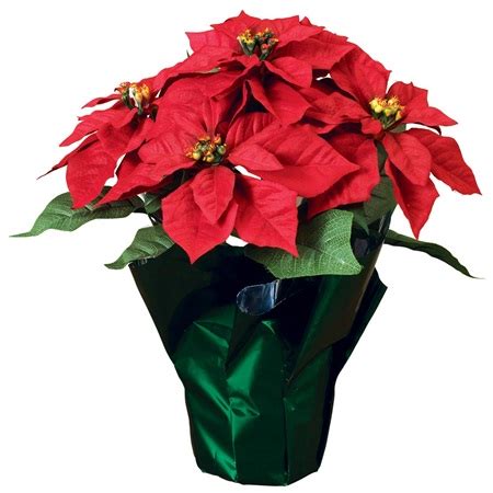 Many people buy poinsettia plants to decorate for christmas and aren't sure how to care for them when the red leaves fall away. Poinsettia Plant - Cold Spring Church