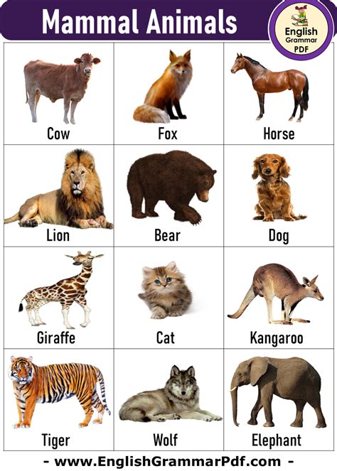 Mammals A To Z