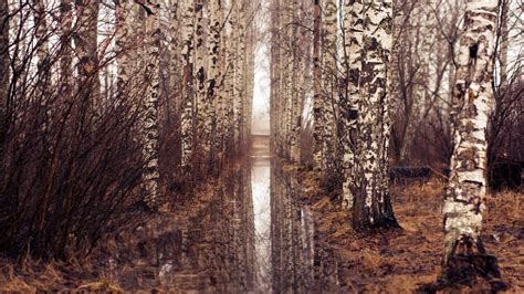 Birch Tree Forest Wallpaper