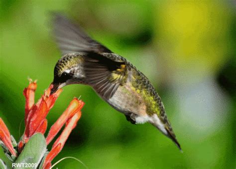 Plus de 100 fleurs qui attirent les colibris - Jardinier paresseux
