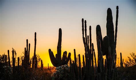 Walking Arizona Cactus At Sunset