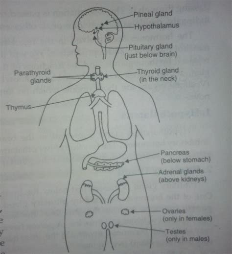 Printable Endocrine System Diagram