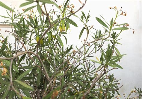 Oleander Blüht Nicht Ursachen And Maßnahmen Plantura