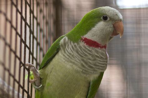 Monk Parakeets Are Highly Intelligent Social Birds Those Kept As Pets