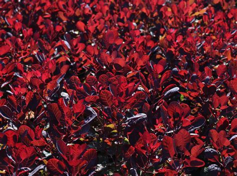 Rhus cotinus, the european smoketree, eurasian smoketree, smoke tree, smoke bush, venetian sumach, or dyer's sumach, is a species of flowering plant in the family anacardiaceae, native to a large area from southern europe. Perückenstrauch 'Lilla' ® - Cotinus coggygria 'Lilla ...