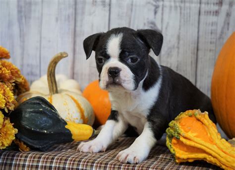 Akc Registered Boston Terrier For Sale Warsaw Oh Female Clover Ac