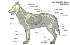 A Visual Guide to Understanding Dog Anatomy With Labeled Diagrams | Vet