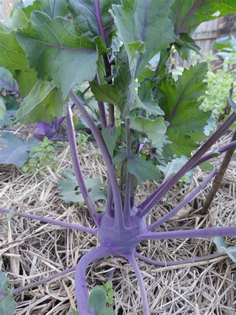 The kitchen garden - endless possibilities | Down to Earth