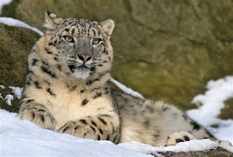 Snow Leopard Laying Down In Snow Stock Photo Download Image Now Istock