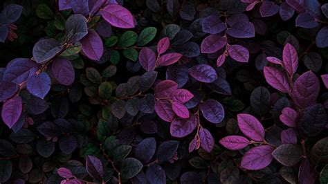 Wallpaper Purple Leaves Bushes Branches