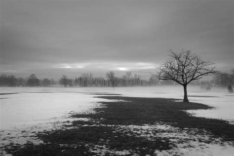 Winter Scene With Isolated Tree Stock Image Image Of Nature