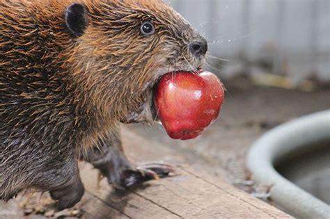 Do Beavers Eat Apples Abiewir