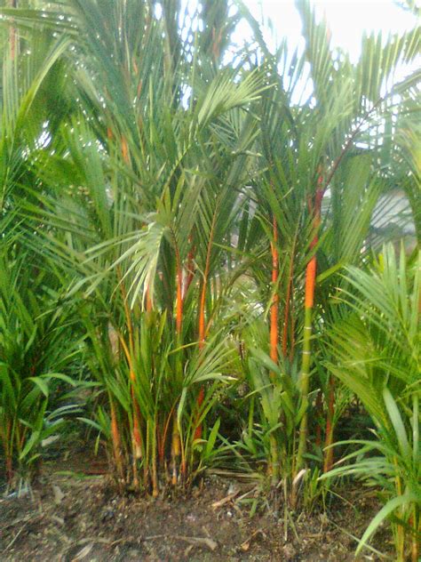 Ada banyak sekali gambar flora yang mudah untuk di gambar antara lain yaitu gambar bunga, sketsa bunga, lukisan bunga, sketsa bunga yang sederhana, sketsa bunga matahari dan lain sebagainya. Gambar 62 Nama Bunga Negara Asalnya Ruana Sagita Ros ...