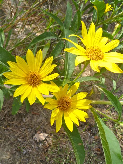 Yellow Daisy Like Sunflower Wild Flower Wish I Knew Its Name Flower
