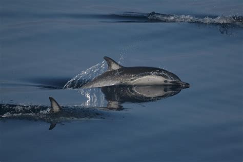 Short Beaked Common Dolphin Noaa Fisheries