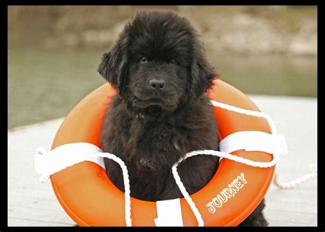 Life guard in training