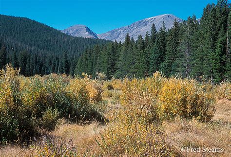Rocky Mountain National Park Willows In Fall Stearns Photography